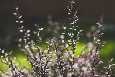 Avustralya 'nın yerli çay ağacı Leptospermum bitkisi güneşli arka bahçede sığ bir tarlada vuruldu.
