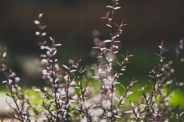 Avustralya 'nın yerli çay ağacı Leptospermum bitkisi güneşli arka bahçede sığ bir tarlada vuruldu.