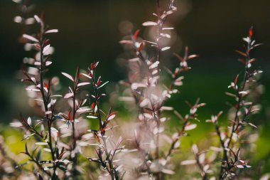 Avustralya 'nın yerli çay ağacı Leptospermum bitkisi güneşli arka bahçede sığ bir tarlada vuruldu.
