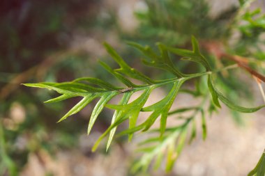 Yerli Avustralya grevillea bitkisi, dışarıda tırtılla güneşli arka bahçede sığ bir tarlada vuruldu.