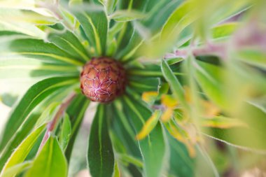 Güneşli arka bahçedeki protea bitkisinin yakın çekim alanı sığ