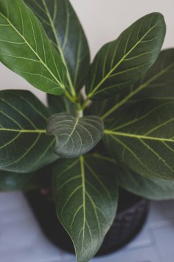 Yakın plan incir fabrikası kapalı kaplarda mavi fayanslar sığ alan derinliğinde çekim