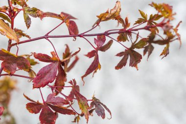 Güneşli arka bahçedeki Japon akçaağaç dalının sığ alan derinliğindeki beton veranda zemininin üzerine eğilmiş yakın çekimi.