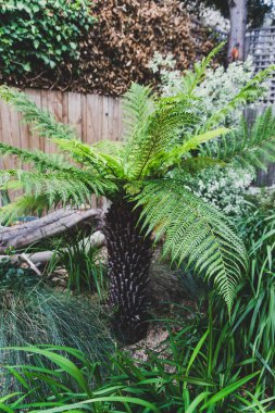Eğreltiotu ağacı, güneşli arka bahçesinde yaprakları bol bol bitki ve otlarla sığ bir tarlada çekiliyor.
