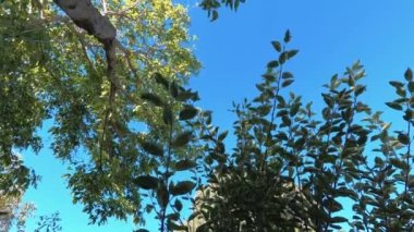 Büyük Boxelder Maple (Acer negundo) ağaçlarının dalları güneşli arka bahçenin altından çekilir