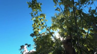 Büyük Boxelder Maple (Acer negundo) ağaçlarının dalları altından süzülen güneş ışığı ve mavi gökyüzü