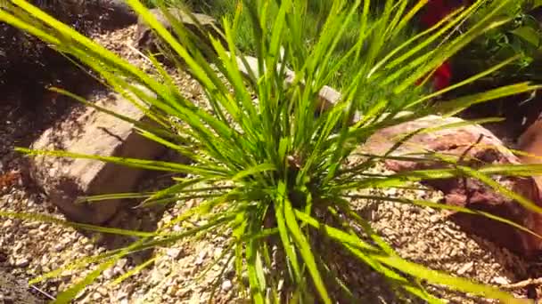 Close Grass Plant Outdoor Breeze Moving Its Leaves Sunny Backyard — Stock Video
