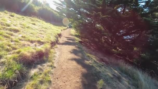 Sendero Con Diminuto Wallaby Saltando Lejos Hacia Vegetación Gruesa Mientras — Vídeo de stock