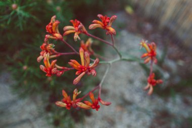 Avustralya yerlisi turuncu kanguru patisi açık havada güneşli arka bahçede sığ bir alanda vuruldu.