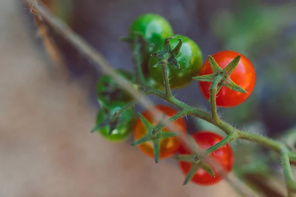 Primer Plano Planta Vid Tomate Aire Libre Jardín Verduras Soleado — Foto de Stock