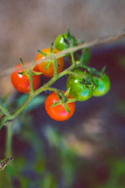 Zbliżenie Rośliny Winorośli Pomidorowej Zewnątrz Słonecznym Ogrodzie Warzywnym Strzał Płytkiej — Zdjęcie stockowe
