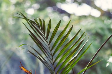 Güneşli arka bahçeli palmiye yaprağı bitkisi sığ bir tarlada vuruldu.