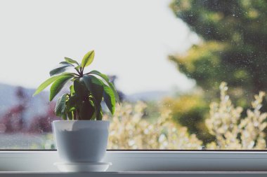 Frangipani bitkisi evin içinde, pencerenin yanında, arka bahçesinde Bokeh 'in sığ bir alanda sığ bir atış yaptığı yerde.