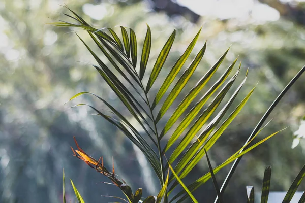 Planta Hojas Palmera Con Patio Trasero Soleado Bokeh Tiro Poca —  Fotos de Stock