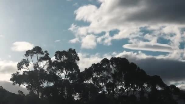 タスマニアの山頂とユーカリの木を覆う雲のタイムラプス秋の暖かい日に夕暮れに撮影された — ストック動画