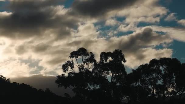 タスマニアの山頂とユーカリの木を覆う雲のタイムラプス秋の暖かい日に夕暮れに撮影された — ストック動画