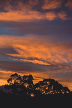 Parlak bir sonbahar gününde Tazmanya Avustralya 'da çekilmiş okaliptüs ağacı siluetleriyle dağların üzerinde görkemli pembe günbatımı.
