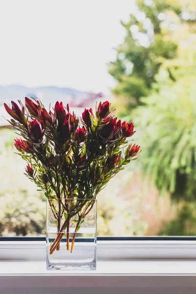 red proteas flowers in vase indoor by the window with backyard bokeh in the background shot at shallow depth of field