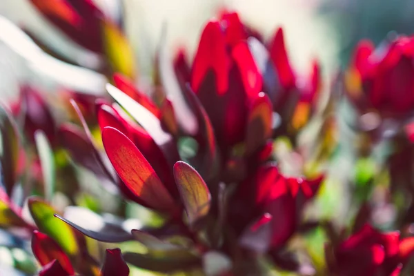 Primer Plano Flores Protea Roja Maceta Interior Por Ventana Con — Foto de Stock