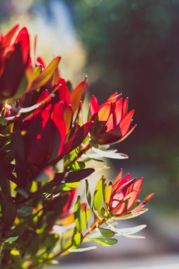 Güneşli arka bahçeli kırmızı protea çiçeklerinin yakın plan çekimi sığ alan derinliğinde.