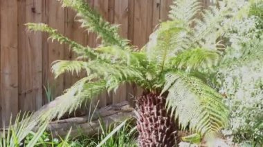 Rüzgarlı eğreltiotu ağacı yapraklarını hafifçe dışarı çıkarıyor güneşli arka bahçede.