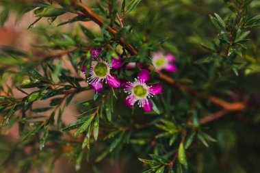 Güneşli arka bahçedeki pembe çay ağacının sığ bir tarlada çekilmiş yakın çekimi.