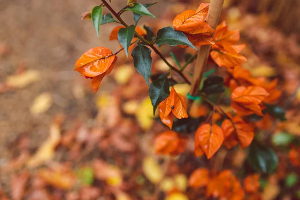 idyllic autumn backyard with lots of golden and red fallen leaves and beautiful orange bougainvillea plants with flowers shot at shallow depth of field, cosy fall vibes