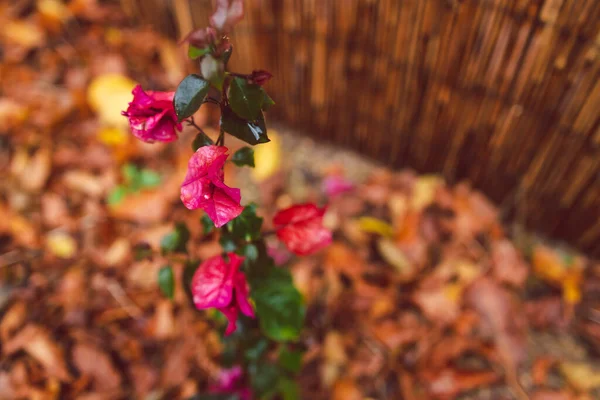 idyllic autumn backyard with lots of golden and red fallen leaves and beautiful pink bougainvillea plants with flowers shot at shallow depth of field, cosy fall vibes