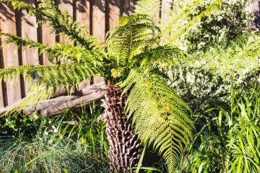 Güneşli arka bahçede eğreltiotu ağacı. Etrafı tropikal bitkiler ve sığ tarlalarda çekilen otlarla çevrili.