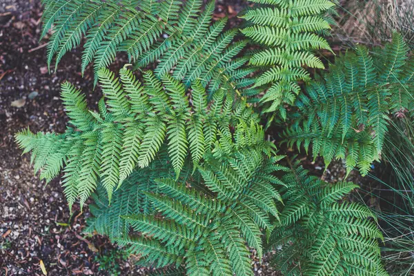 Close Fern Plant Outdoor Sunny Backyard Shot Shallow Depth Field — Stock Photo, Image