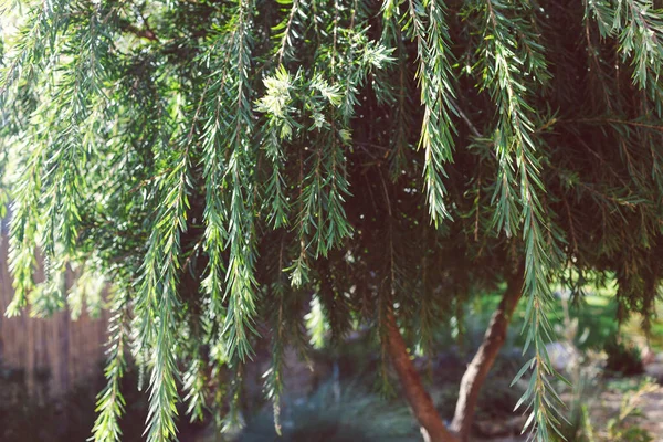 在阳光普照的后院里 澳大利亚土生土长的万寿菊树在户外浅浅的田野深处被射中 — 图库照片