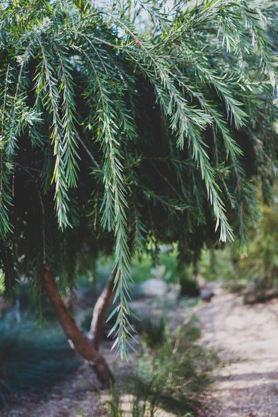 오스트레일리아 토착종 Callistemon Viminalis 뒷마당에서 들판에서 — 스톡 사진