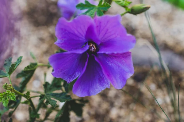 Närbild Lila Hibiskus Växt Utomhus Solig Bakgård Skjuten Grunt Skärpedjup — Stockfoto