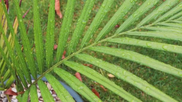 Güneşli Arka Bahçedeki Palmiye Yaprağının Yakın Çekimleri Sonbahar Yaprakları Sığ — Stok video