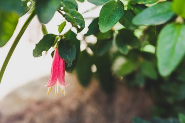 Yerli Avustralya korrası esmer çan çiçekleri güneşli arka bahçeye dikilir sığ bir tarlada çekilir.