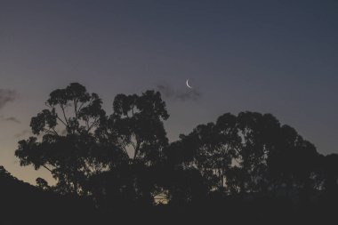 Avustralya, Tazmanya 'da çekilen okaliptüs sakızları üzerindeki alacakaranlık gökyüzünde hilal ayı.