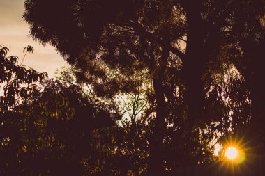 Tazmanya, Avustralya 'da çekilen ağaç siluetleri arasında altın tonlarıyla güzel, yoğun gün batımı gökyüzü