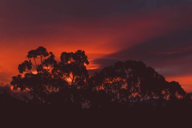 Güzel, yoğun günbatımı gökyüzü, dağların üzerinde pembe ve altın renkler ve Tazmanya, Avustralya 'da çekilmiş okaliptüs sakız ağaçları.