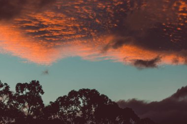Güzel, yoğun günbatımı gökyüzü, dağların üzerinde pembe ve altın renkler ve Tazmanya, Avustralya 'da çekilmiş okaliptüs sakız ağaçları.