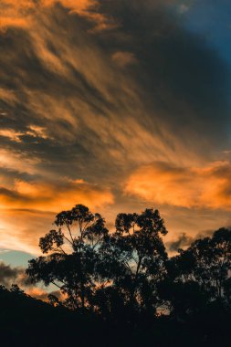 Güzel, yoğun günbatımı gökyüzü, dağların üzerinde pembe ve altın renkler ve Tazmanya, Avustralya 'da çekilmiş okaliptüs sakız ağaçları.