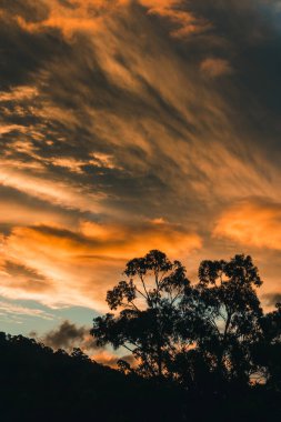 Güzel, yoğun günbatımı gökyüzü, dağların üzerinde pembe ve altın renkler ve Tazmanya, Avustralya 'da çekilmiş okaliptüs sakız ağaçları.