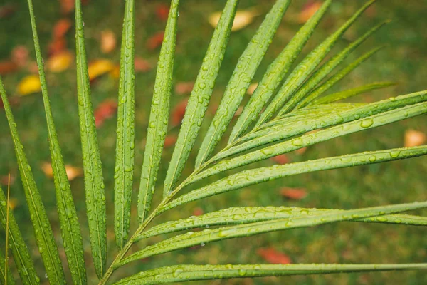 Крупным Планом Пальмового Листа Открытом Воздухе Солнечном Заднем Дворе Осенними — стоковое фото