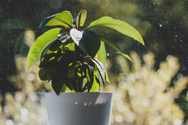 Close Dari Tanaman Frangipani Dalam Pot Indoor Oleh Tembakan Jendela — Stok Foto