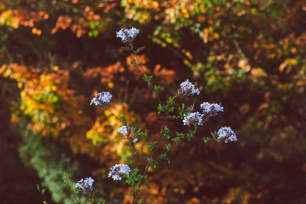 Alberi Autunnali Con Belle Foglie Gialle Arancioni Scattate Con Teleobiettivo — Foto Stock