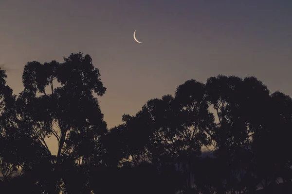 Luna Creciente Cielo Crepuscular Sobre Las Siluetas Los Árboles Goma —  Fotos de Stock