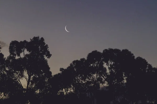 Crescent Moon Twilight Sky Eucalyptus Gum Trees Silhouettes Shot Tasmania — Stock Photo, Image