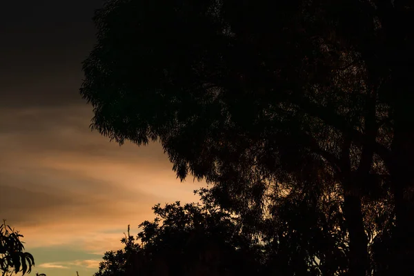 Beautiful Intense Sunset Sky Golden Tones Tree Silhouettes Shot Tasmania — Stock Photo, Image