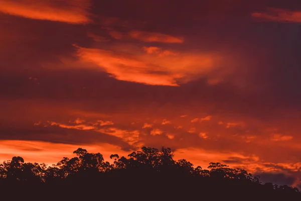 Beautiful Intense Sunset Sky Pink Golden Tones Mountains Eucalyptus Gum — Stock Photo, Image