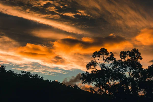 Beautiful Intense Sunset Sky Pink Golden Tones Mountains Eucalyptus Gum — Stock Photo, Image
