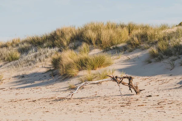 Grasses Fallen Tree Branch Sand Beach Tasmania Australia — Stock Photo, Image